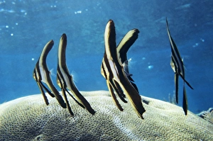 Indonesian Marine Life Prints: Longfin batfish