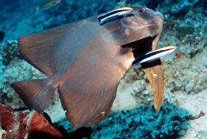 Bluestreak Cleaner Wrasse Prints: Longfin spadefish