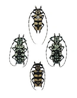 Longhorn Beetles Prints: Longhorn beetles
