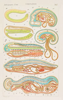 Ernst Haeckel Artwork Prints: Longitudinal sections, artwork, 1891
