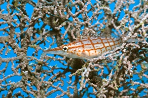 Longnose Hawkfish Prints: Longnose hawkfish