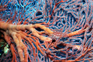 Egyptian Sea Creatures Prints: Longose hawkfish