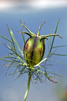 Love in a Mist (Nigella damascena) C017/7511 Love in a Mist (Nigella damascena) C017/7511