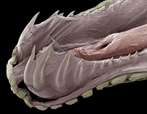 False Coloured SEM Images Prints: Lower jaw of a python
