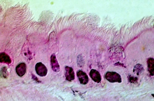Prints of Lung cells. Light micrograph of a section through the wall of a bronchus in the lungs. This is the upper layer of cells (the epithelium). The cell nuclei (round, dark) are across bottom Images Dated 2004 October: Lung cells Print, light micrograph