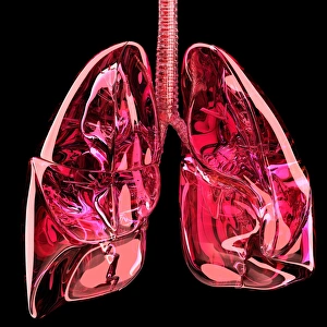 Respiratory System Diagram Prints: Lungs, artwork