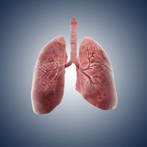 Lungs Print: Detailed Section of the Respiratory System