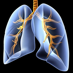 Respiratory System Artwork Prints: Lungs and bronchial tree, artwork