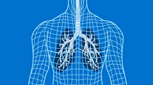 Lungs Lungs
