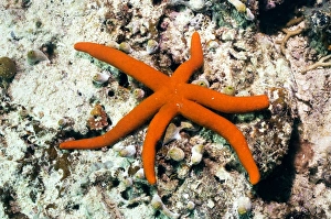 Coral Reef Marine Life Prints: Luzon starfish