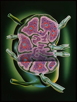 Images Dated 1991 October: Sectioned Human Lymph Node Print