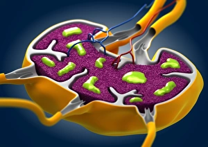 Immune System Cells Prints: Lymph node, artwork C013 / 4631
