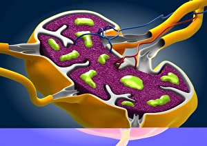 Macrophage Function Prints: Lymph node, artwork C013 / 4632