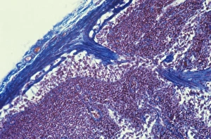 Human Immune System Cells Prints: Lymph node, light micrograph C015 / 6222