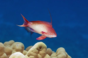 Pseudanthias Squamipinnis Prints: Lyretail anthia