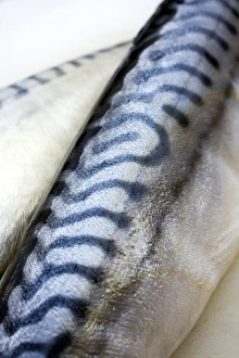 Mackerel Print: Close-up of Fish Skin