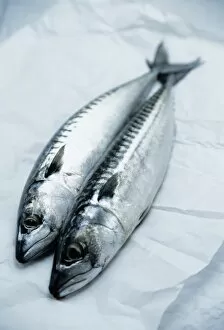 Images Dated 13th August 2004: Mackerel