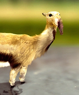Prints of Macrauchenia. Artists impression of the extinct prehistoric mammal Macrauchenia Images Dated 2006 February: Macrauchenia Print - Artist's impression of an extinct mammal