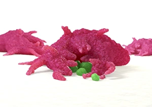 Immune System Cells Prints: Macrophage engulfing pathogens, artwork