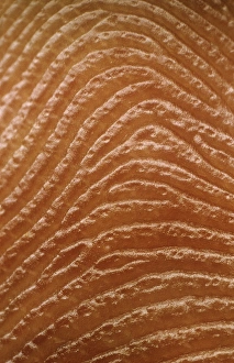 Macrophoto of fingerprint of a man Macrophoto of fingerprint of a man