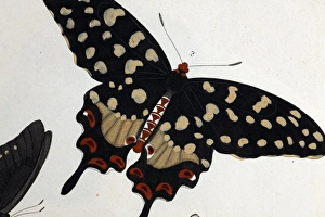 Madagascan Pipevine swallowtail butterfly Madagascan Pipevine swallowtail butterfly