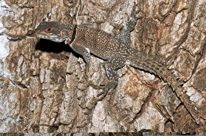Madagascar spiny-tailed iguana C013/7016 Madagascar spiny-tailed iguana C013/7016