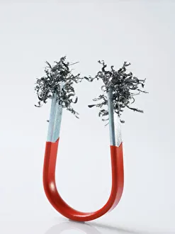 Images Dated 1st February 2007: Iron filings attracted to a horseshoe magnet print