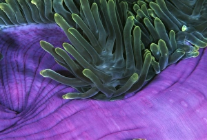 Magnificent sea anemone Magnificent sea anemone