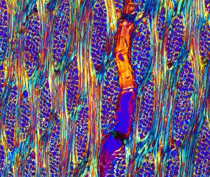 Polarised Light Microscopy Prints: Mahogany wood structure, light micrograph