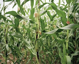 Agricultural Crops Images Prints: Maize crop