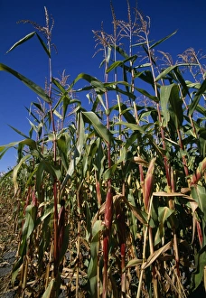 Corn On The Cob Prints: Maize crops