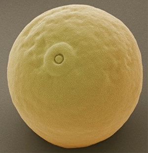 Pollen Grain Structure Prints: Maize pollen grain, SEM