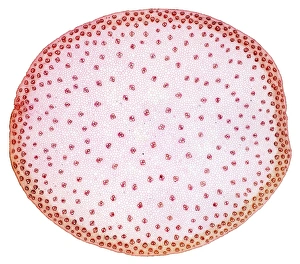 Maize stem print, x14 magnification