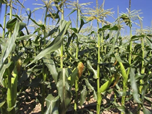 Maize Field Prints: Maize (Zea mays)