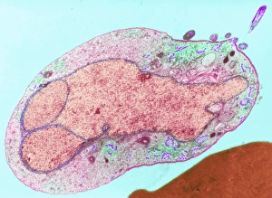 Malaria parasite, TEM Malaria parasite, TEM