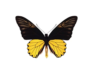 Tropical Insect Photography Prints: Malay birdwing