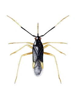 Prints of Male capsid bug (Orthonotus rufifrons), artwork. This species of plant bug measures between 3.0- 3.5mm long. It is confined to nettles and exhibits sexual dimorphism. This is a male Images Dated 2006 February: Male capsid bug Print, 3.0-3.5mm long, Orthonotus rufifrons on nettle