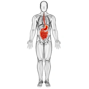 Male Digestive System Print