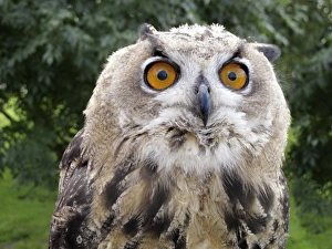 Male juvenile European eagle owl Male juvenile European eagle owl