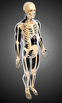 Prints of Human skeleton, computer artwork Images Dated 2013 January: Human Skeleton Computer Art Print