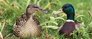 Mallards In The Wild Prints: Mallard ducks, composite image
