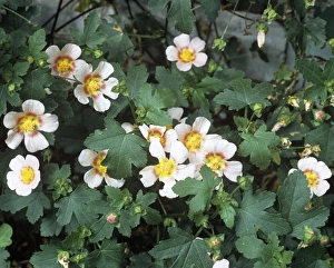 Drought Resistant Plants Prints: Malvastrum lateritium