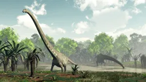 Mamenchisaurus dinosaurs, artwork C018/8572 Mamenchisaurus dinosaurs, artwork C018/8572