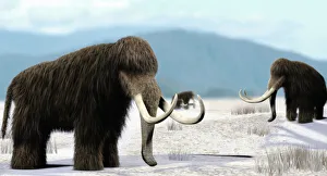 Cave Painting Prints: Print of a herd of mammoths