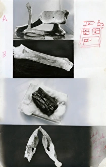 Prints of Prehistoric carved mammoth bone musical instruments. Dating from around 20, 000 years ago, during the Stone Age, these carvings are believed to have been used by early Man to produce sound Images Dated 2005 March: Prehistoric Mammoth Bone Print