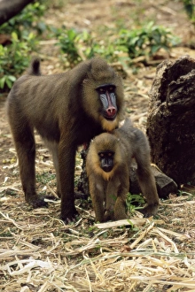 African Primates Prints: Mandrills
