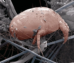 Scanning Electron Microscopy SEM Prints: Mange mite, SEM