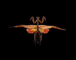 Praying Mantis Images Prints: Mantis