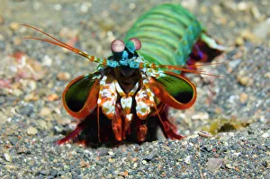 Related Prints: Mantis shrimp (Odontodactylus scyllarus) Print