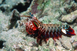 Related Prints: Mantis Shrimp (Odontodactylus scyllarus) Print